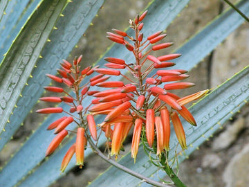 Aloe Vera Seeds – Succulent Plant
