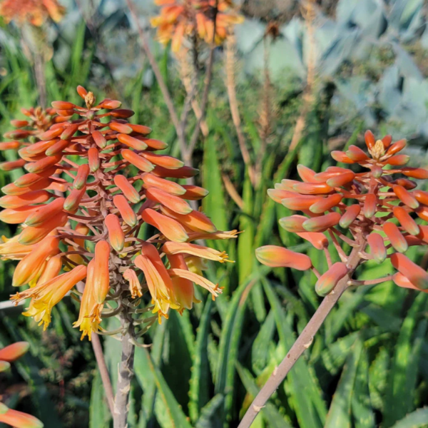 Aloe Vera Seeds – Succulent Plant
