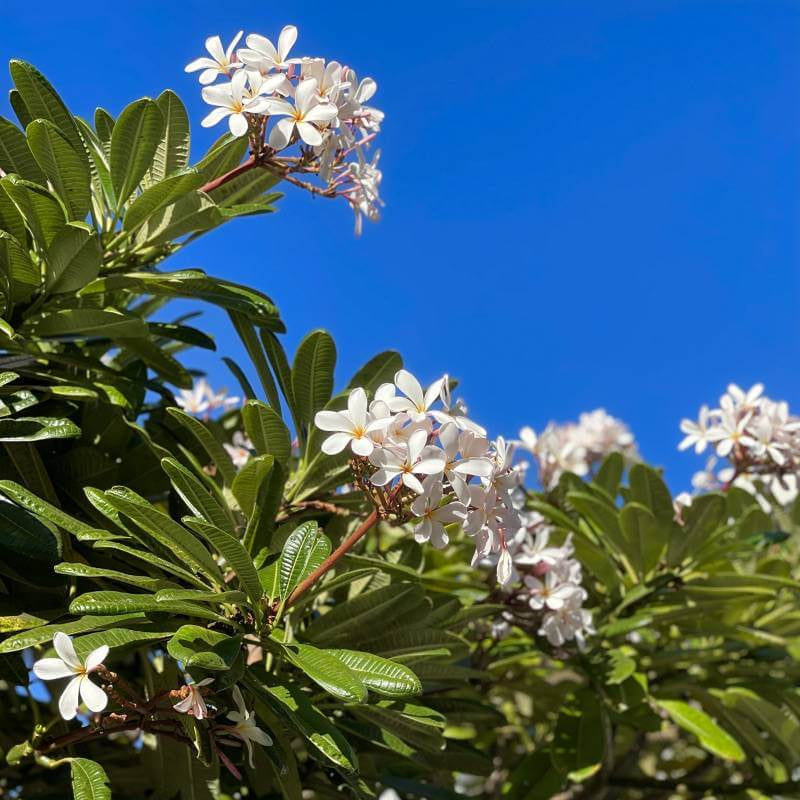 Aloha Flower Seeds