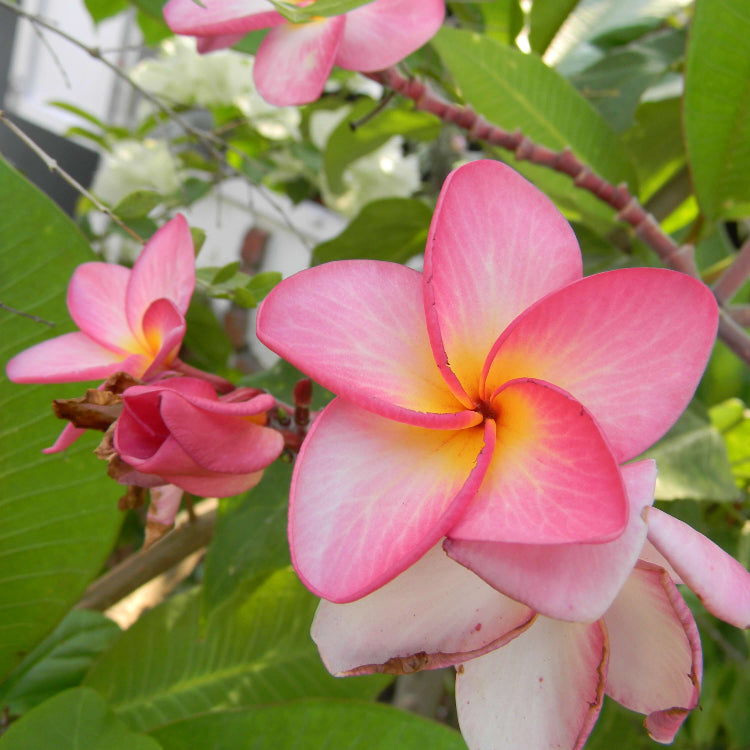 Aloha Flower Seeds