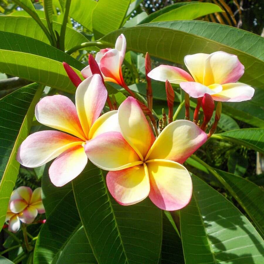 Aloha Flower Seeds