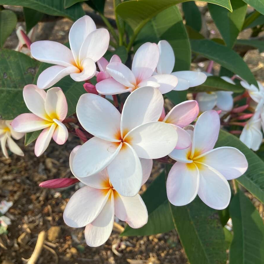 Aloha Flower Seeds