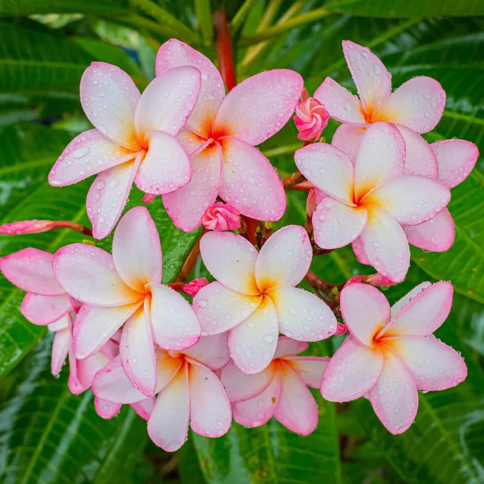 Aloha Flower Seeds