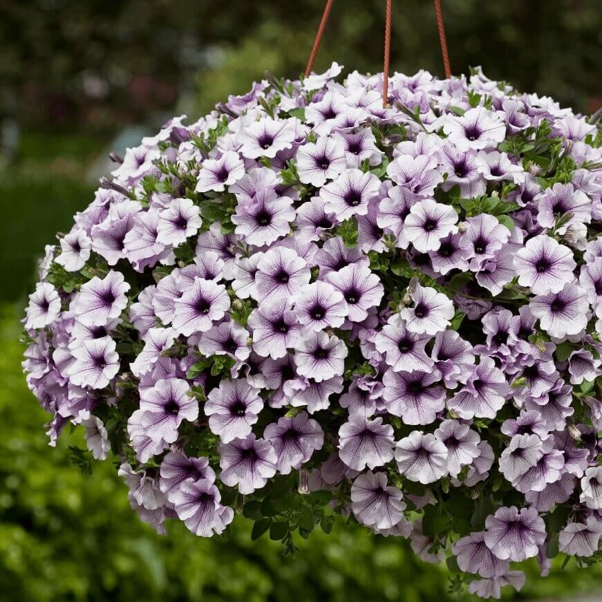 Aloha Series Seeds - Flower Plant
