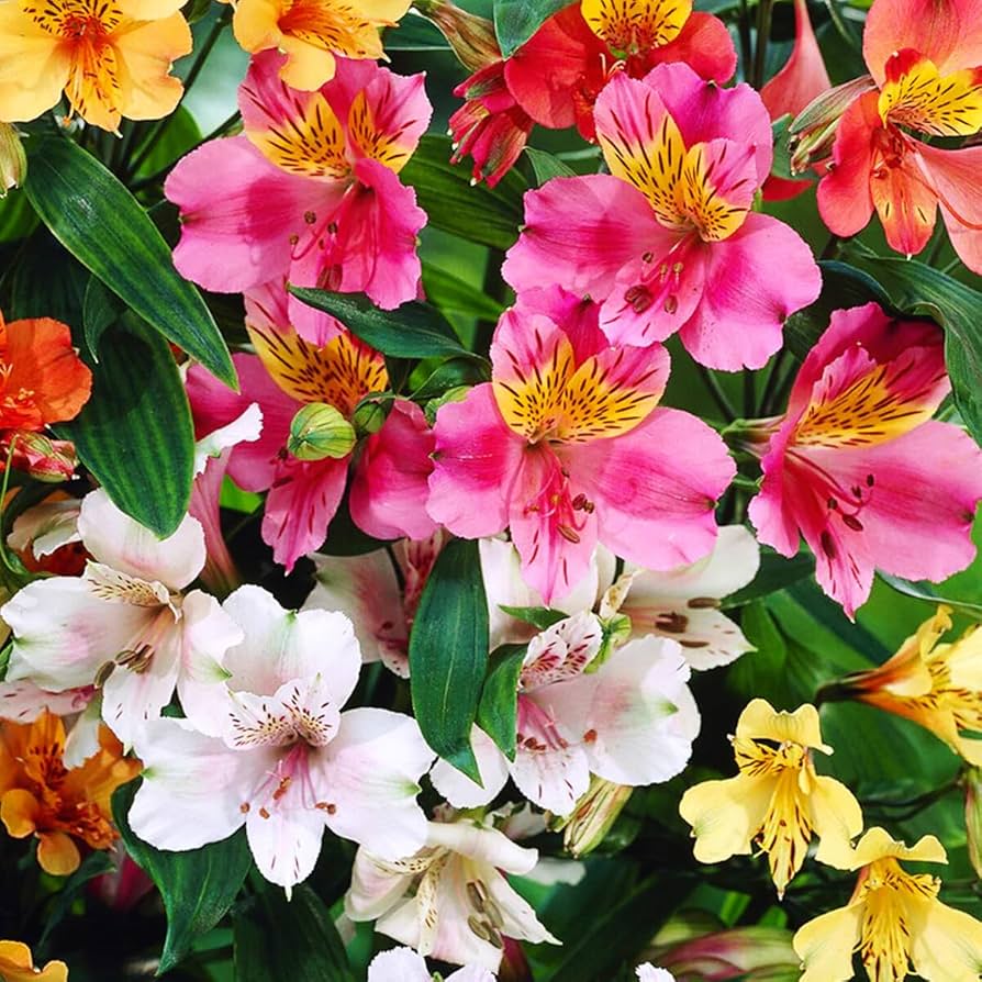 Alstroemeria Seeds – Mixed Colors
