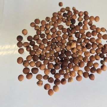 Alstroemeria Seeds 