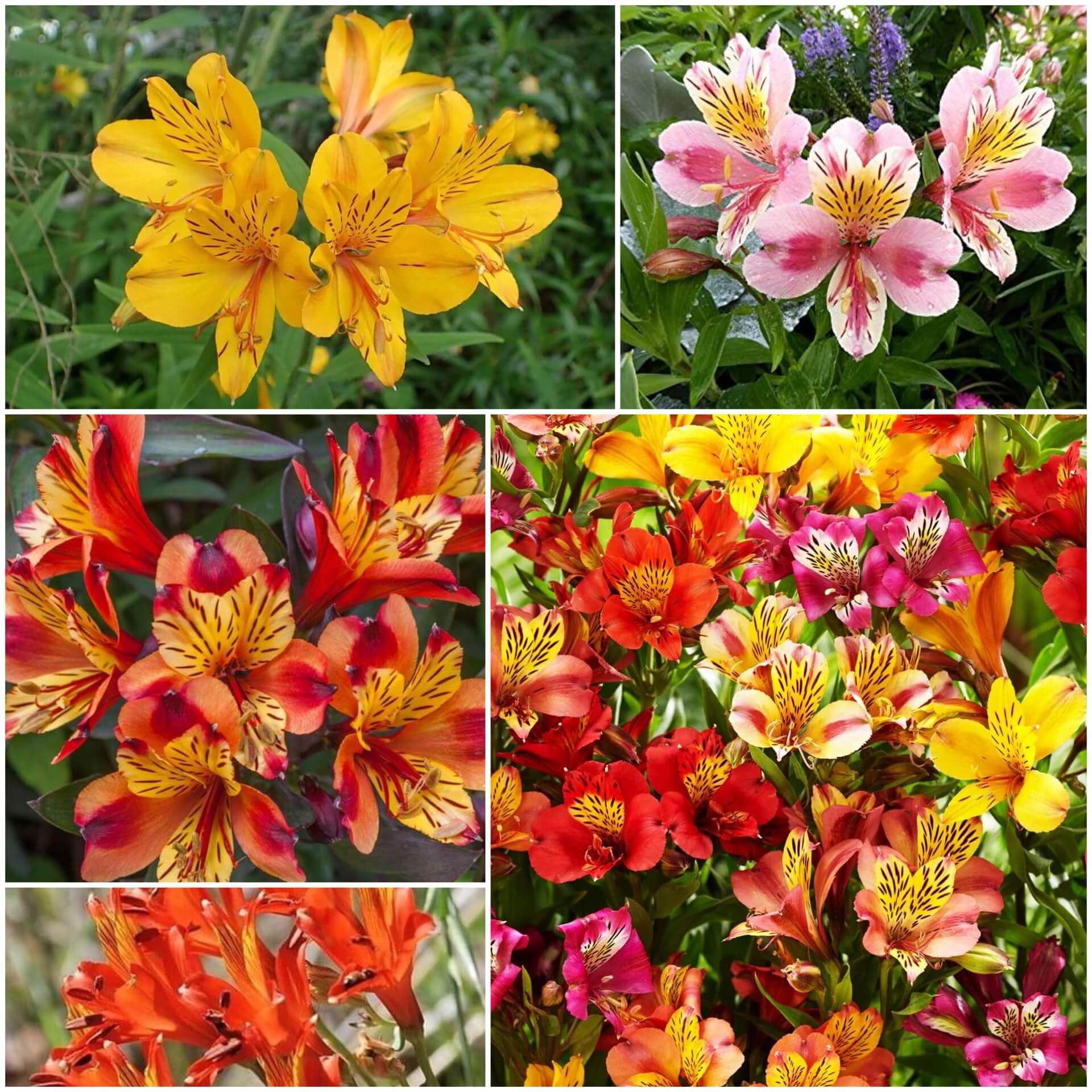 Alstroemeria Seeds