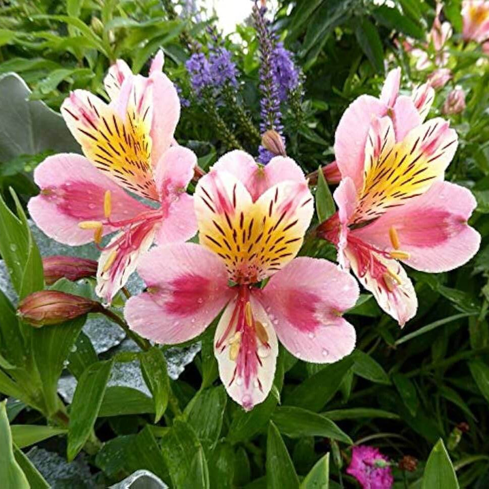 Alstroemeria Seeds