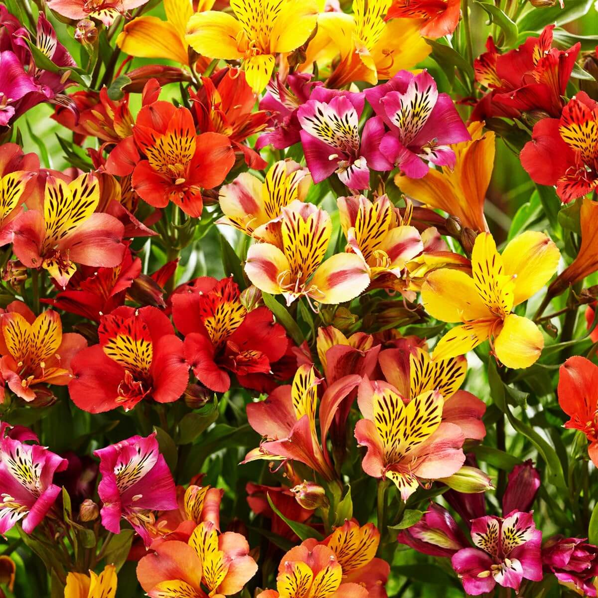 Alstroemeria Seeds