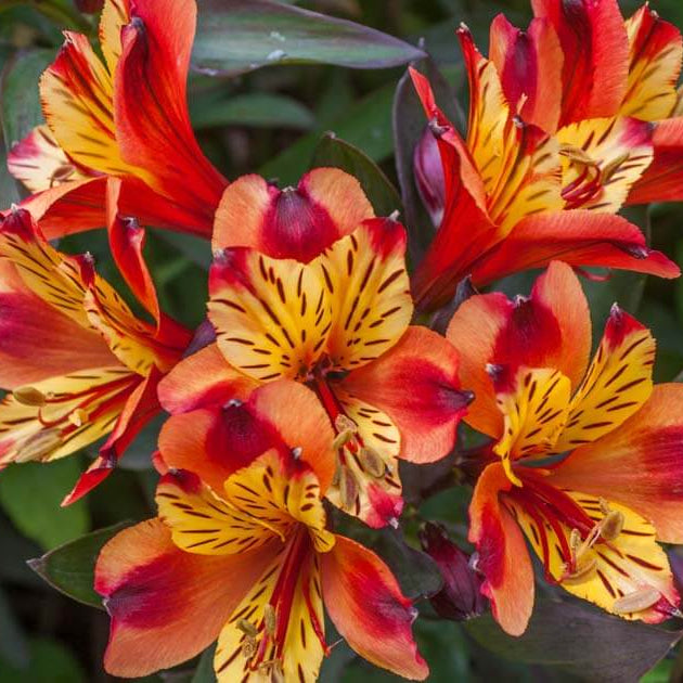 Alstroemeria Seeds