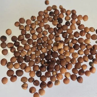 Alstroemeria Seeds