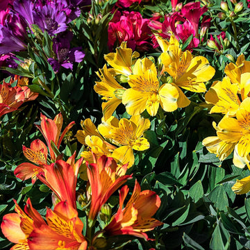 Alstroemeria Seeds – Mixed Colors
