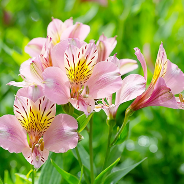 Alstroemeria Seeds – Pink

