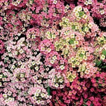 Alyssum Seeds – Aphrodite
