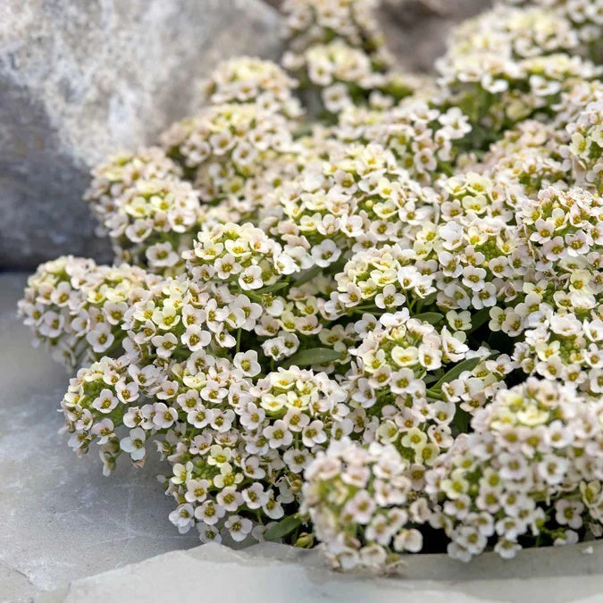 Alyssum Seeds – Aphrodite