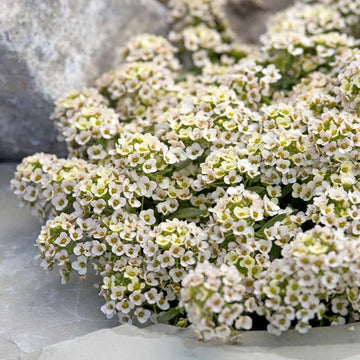 Alyssum Seeds – Aphrodite