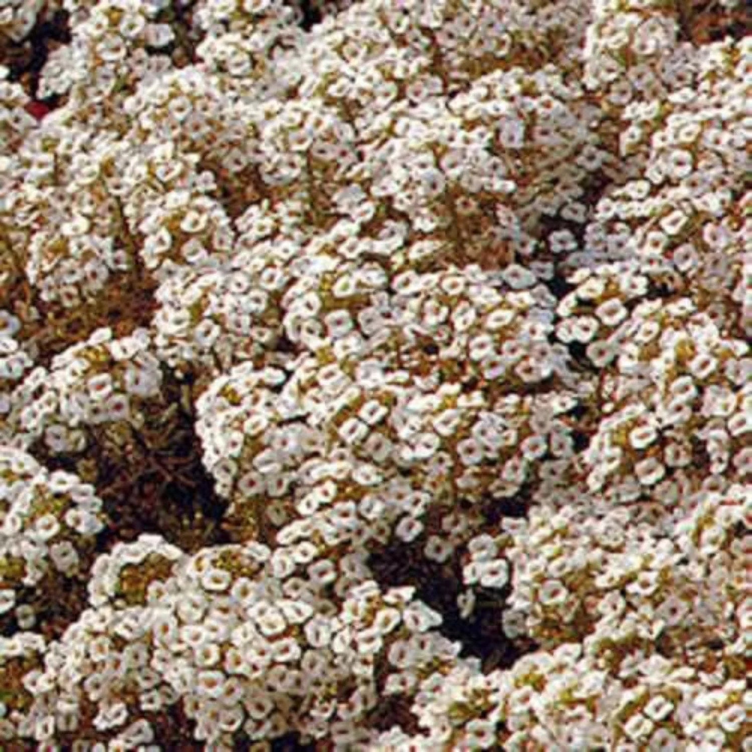 Alyssum Seeds – Aphrodite