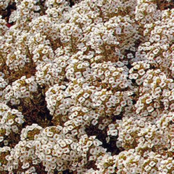 Alyssum Seeds – Aphrodite
