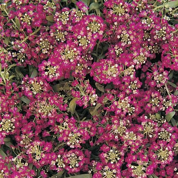 Alyssum Seeds – Easter Bonnet Violet