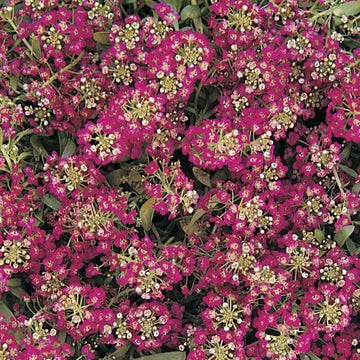 Alyssum Seeds – Easter Bonnet Violet