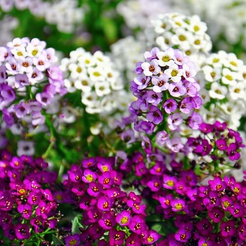 Alyssum Seeds – Magic Circles Mixed