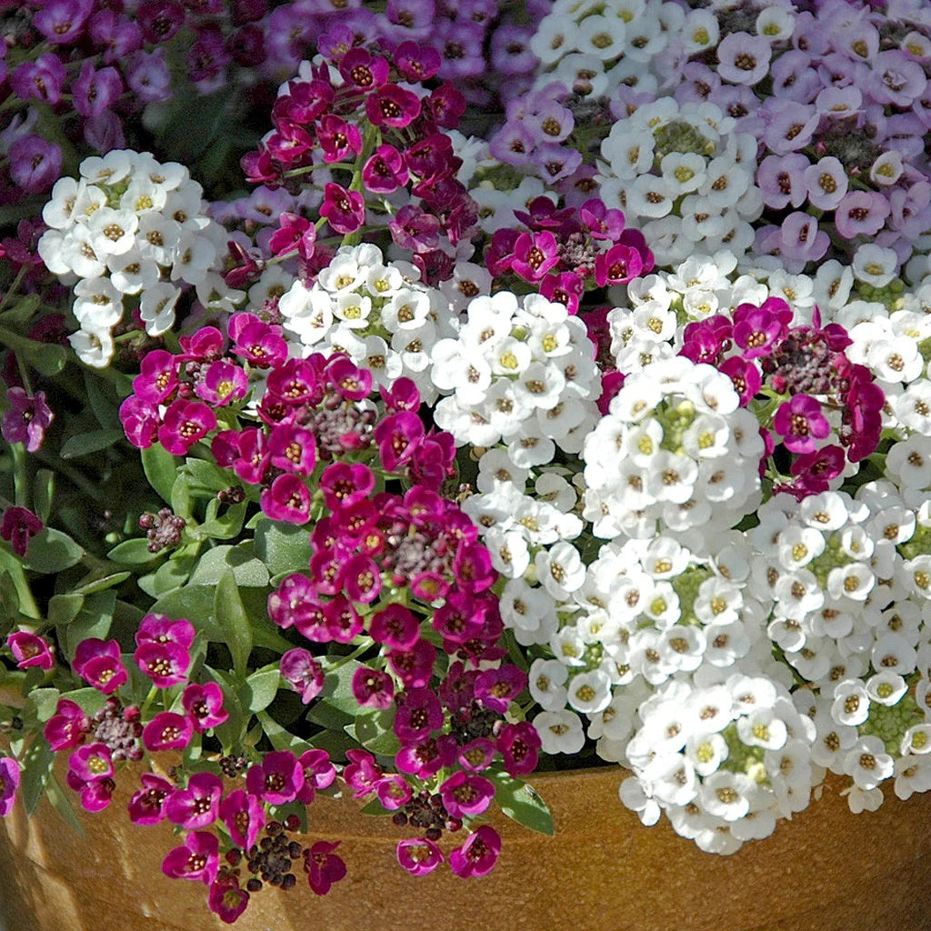 Alyssum Seeds – Magic Circles Mixed