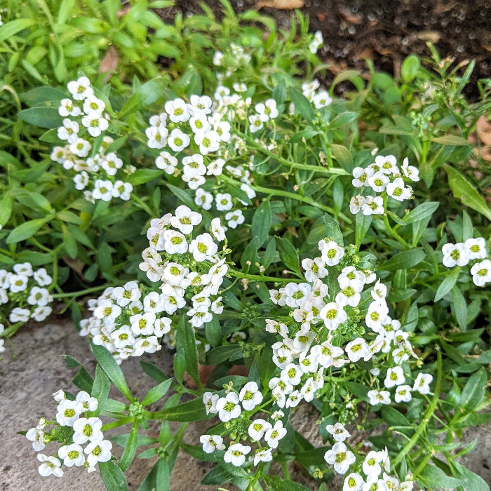 Alyssum Seeds – Teal
