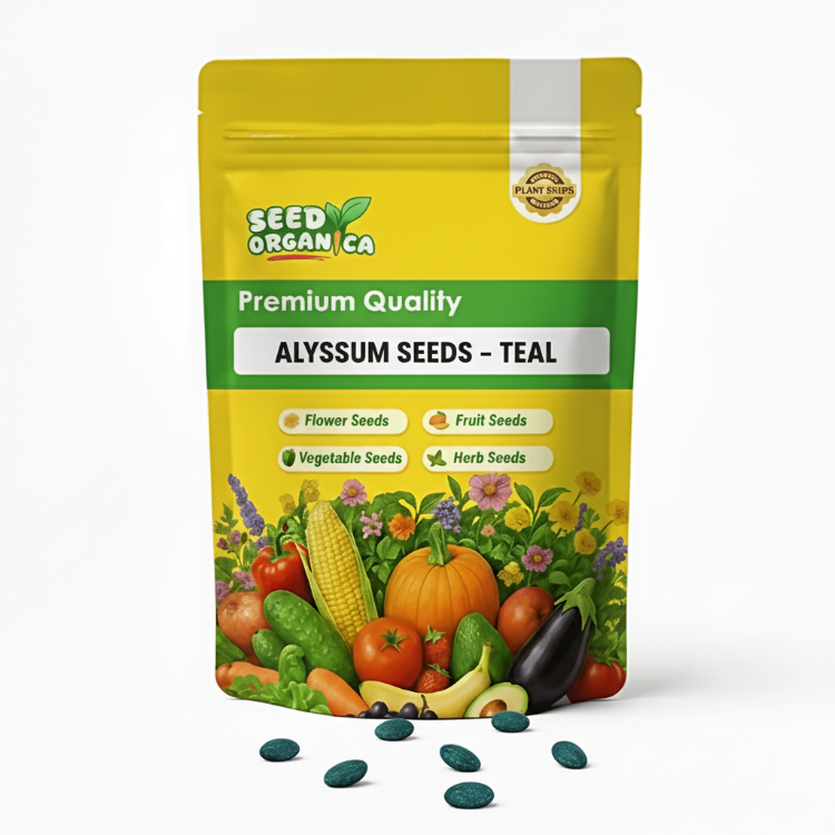 Alyssum Seeds – Teal