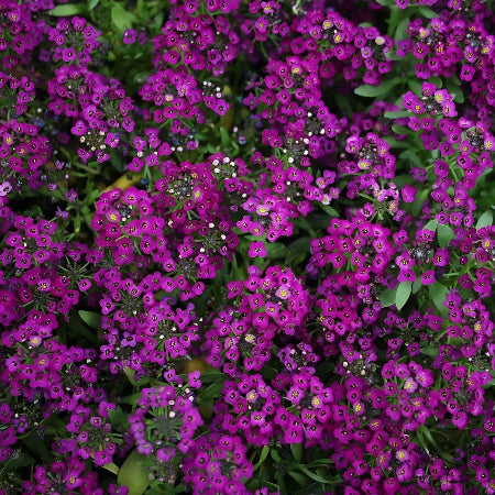 Alyssum Seeds – Wonderland Deep Rose