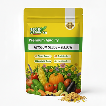 Alyssum Seeds – Yellow