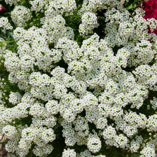 Alyssum Seeds – Teal
