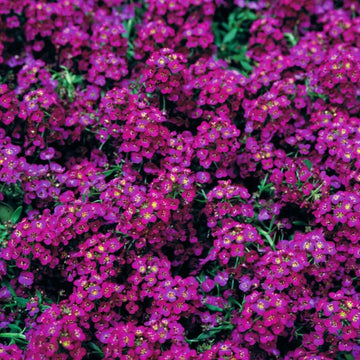Alyssum Seeds – Wonderland Deep Rose 