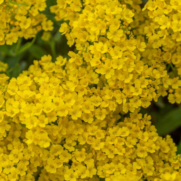 Alyssum Seeds – Yellow
