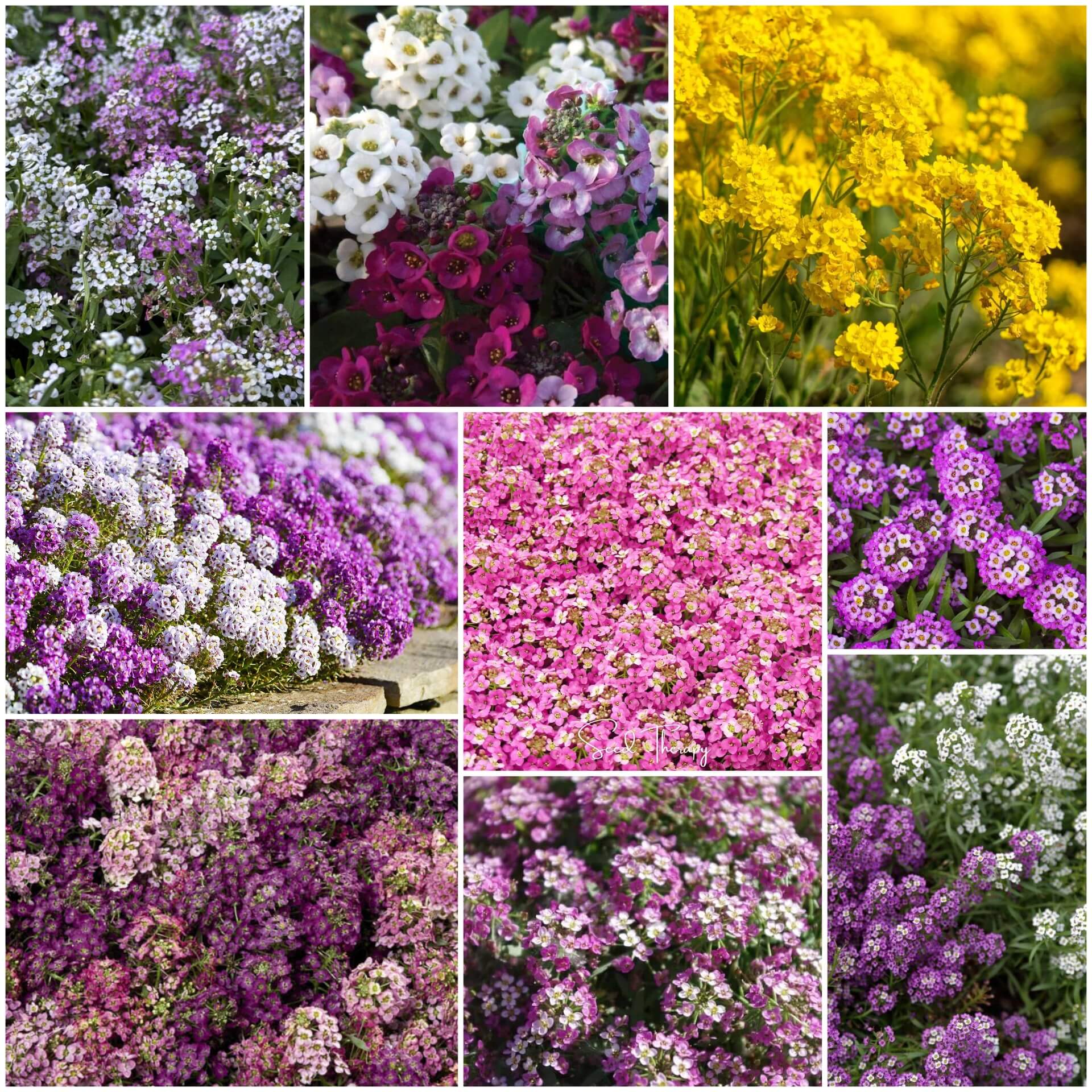 Alyssum seeds