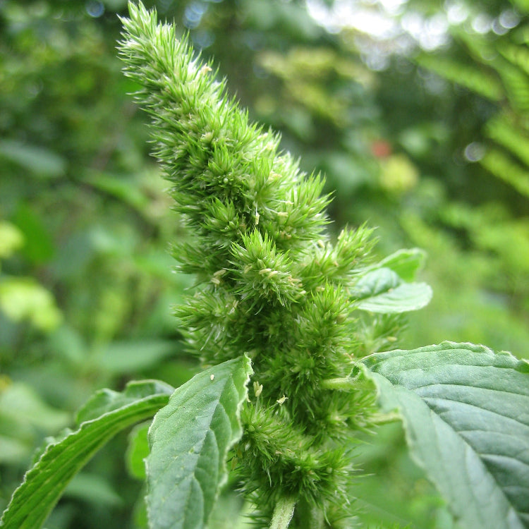 Amaranth Seeds – Retroflexus
