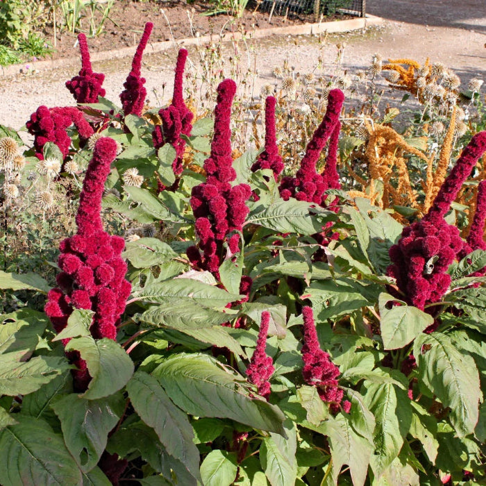 Amaranth Seeds - Elephant Head
