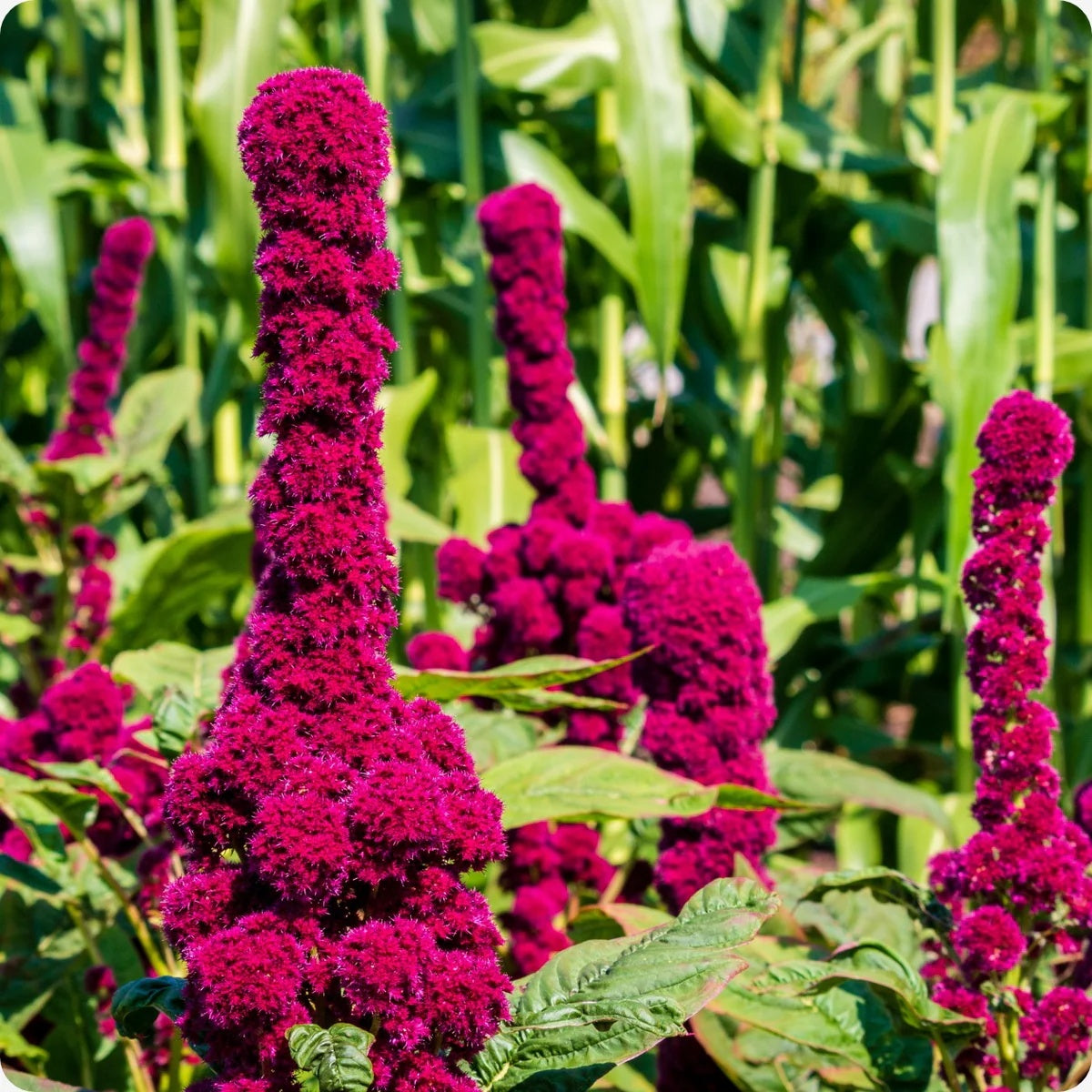 Amaranth Seeds - Elephant Head
