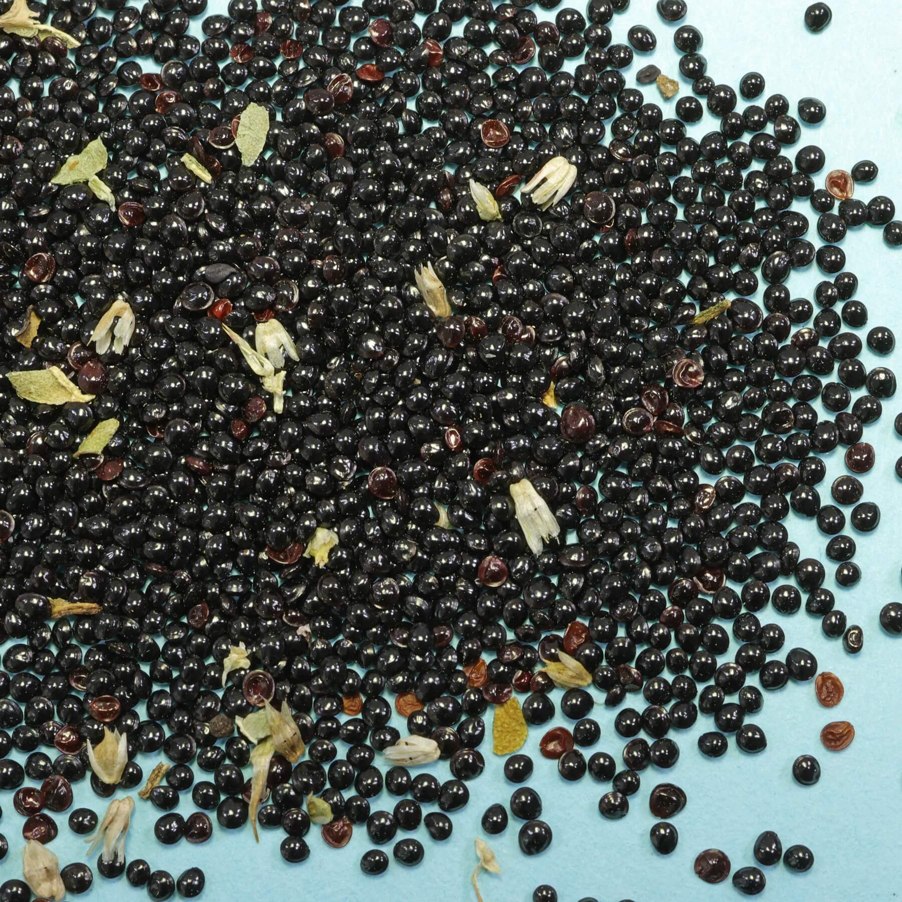 Amaranth Chinese Spinach Seeds 
