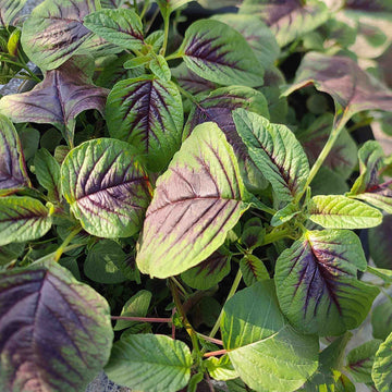 Amaranth Chinese Spinach Seeds - Vegetable Plant