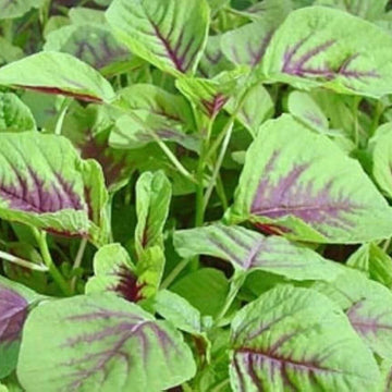 Amaranth Chinese Spinach Seeds - Vegetable Plant