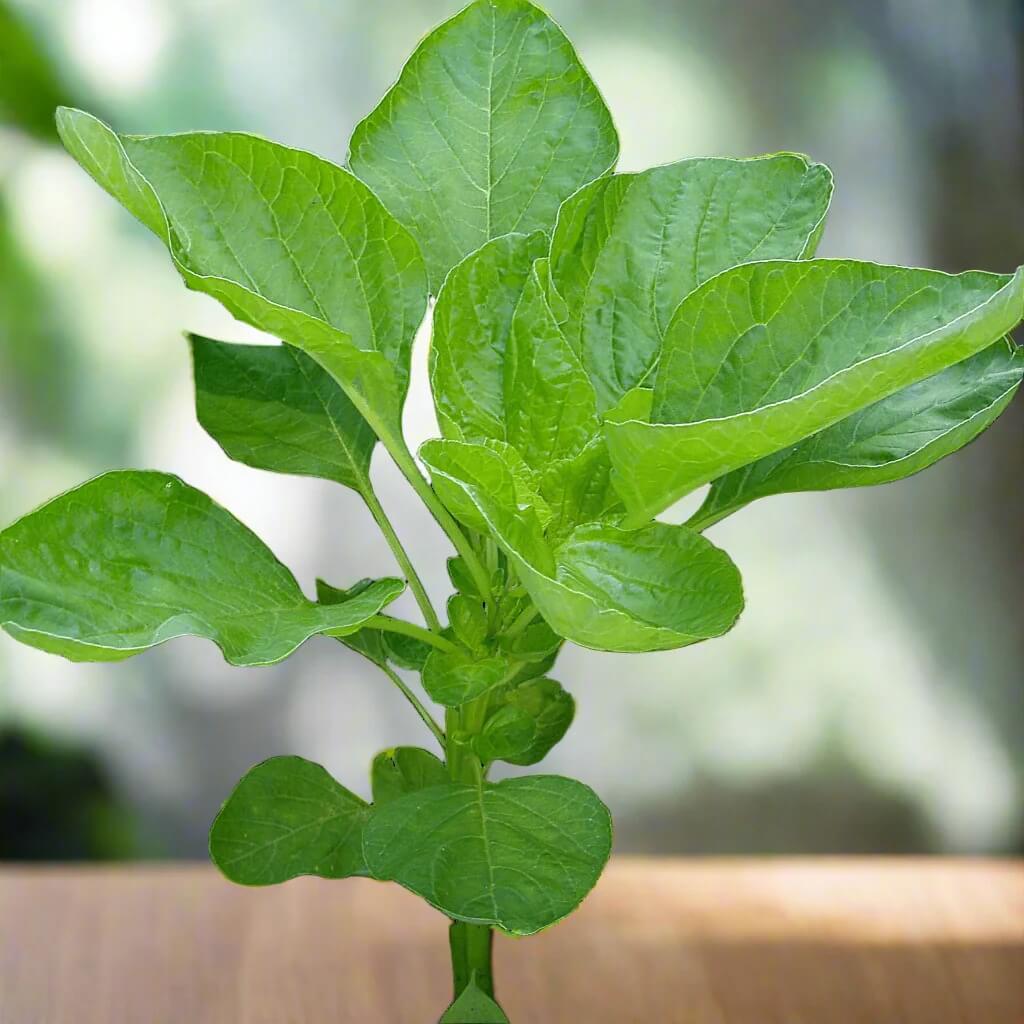 Amaranth Seeds – Edible Green
