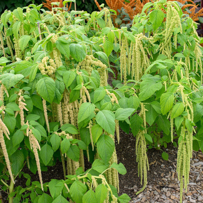 Amaranth Seeds – Green Amaranthus Viridis
