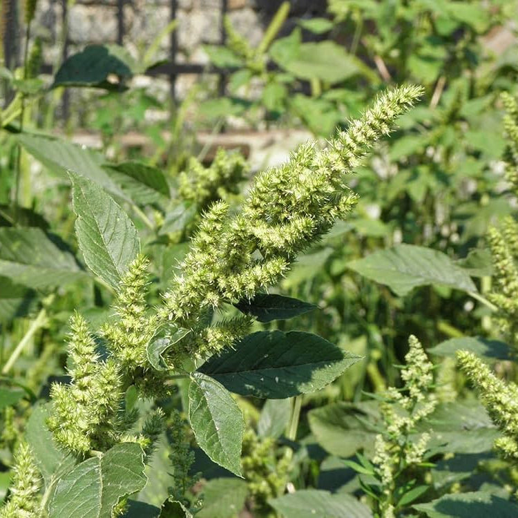 Amaranth Seeds – Hardy Edible Green with Spiky Leaves
