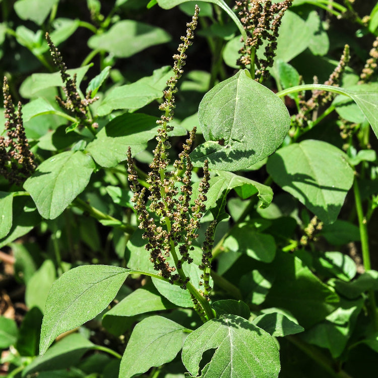 Amaranth Seeds – Hardy Edible Green with Spiky Leaves
