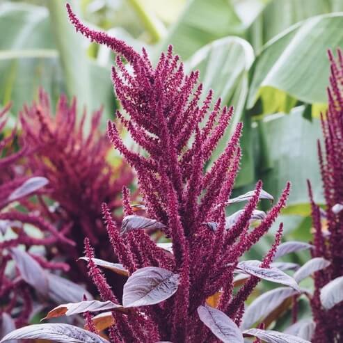 Amaranth Seeds – Purple Amaranth
