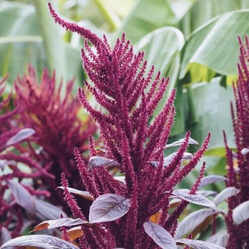 Amaranth Seeds – Purple Amaranth

