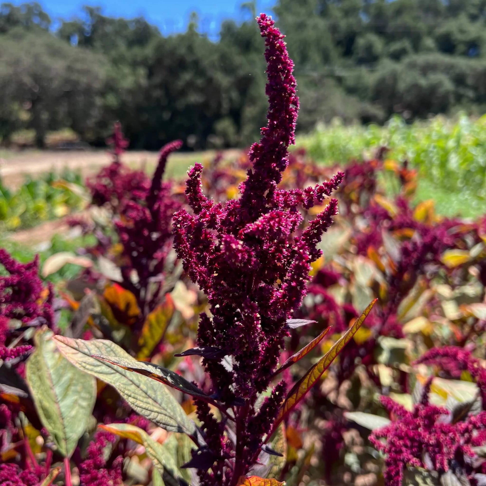 Amaranth Seeds – Purple Amaranth
