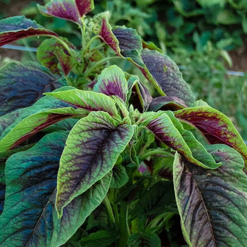 Amaranth Seeds – Red Stripe Leaf
