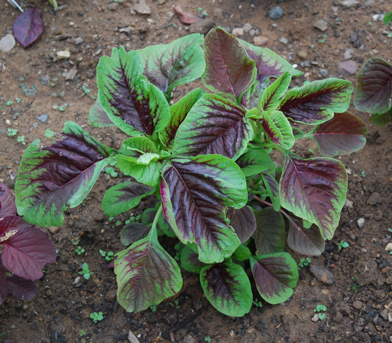 Amaranth Seeds – Red Stripe Leaf
