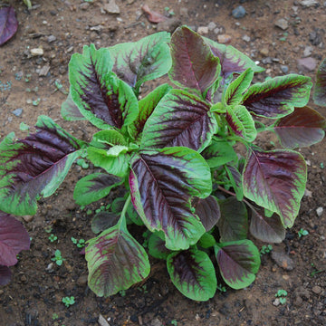 Amaranth Seeds – Red Stripe Leaf

